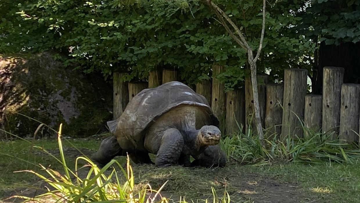 A very old Galápagos tortoise in Zurich zoo.