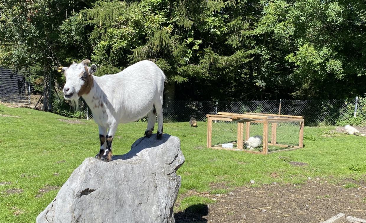 A goat balancing on top of a rock up the Sattel-Hochstuckli mountain.